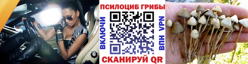 Псилоцибиновые грибы MAGIC MUSHROOMS  сколько стоит  даркнет состав  Южа 